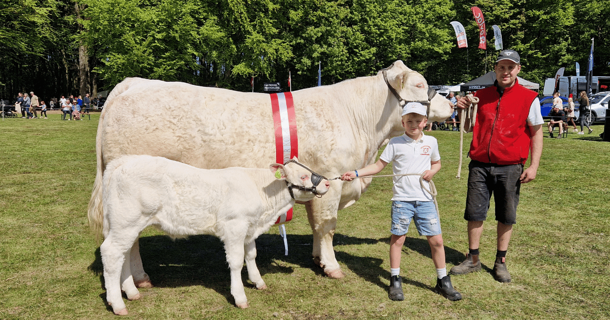 Bedste hundyr - Rigmor Neergaard- 24 p- Neergaard Charolais, Fjerritslev