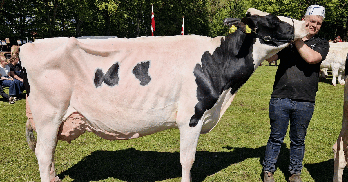 Model ældre holstein ko -23 p -fra John Klit, Klim Fjordholme
