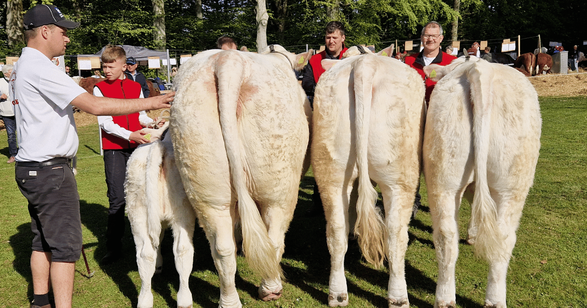 Skuets bedste bes. gruppe kødkvæg fra Neergaard Charolais, Ålegårdsmark